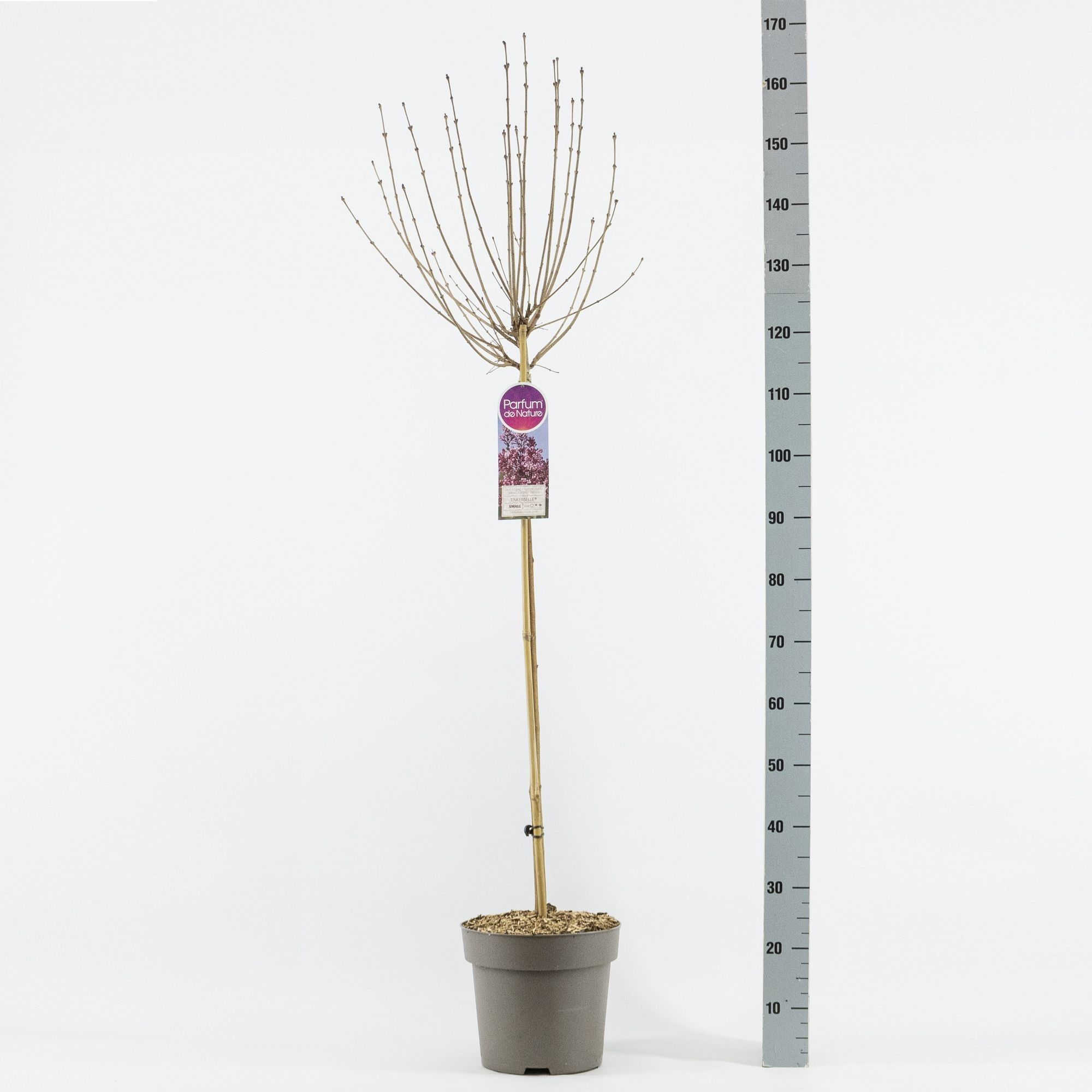 Syringa Tinkerbelle®, stam 90, 2-jarig, C10, D 27