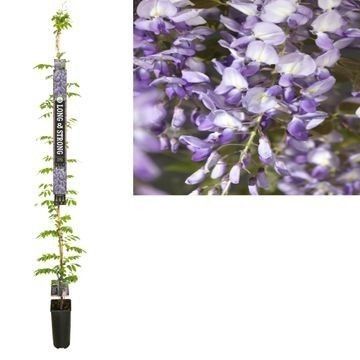 Wisteria sinensis 'Prolific' +Long & strong label, D 23