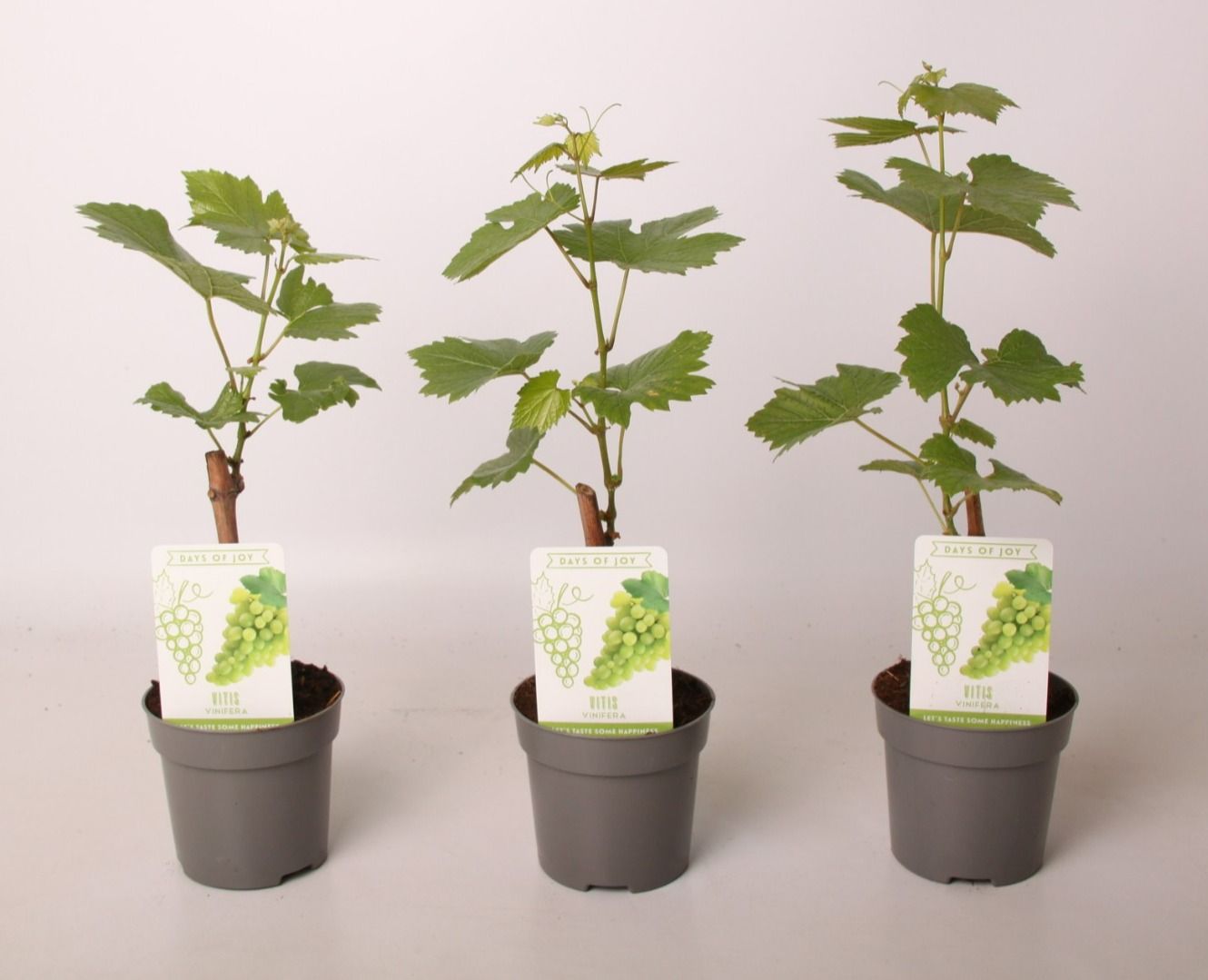 Vitis wit 10,5 cm, D 10,5