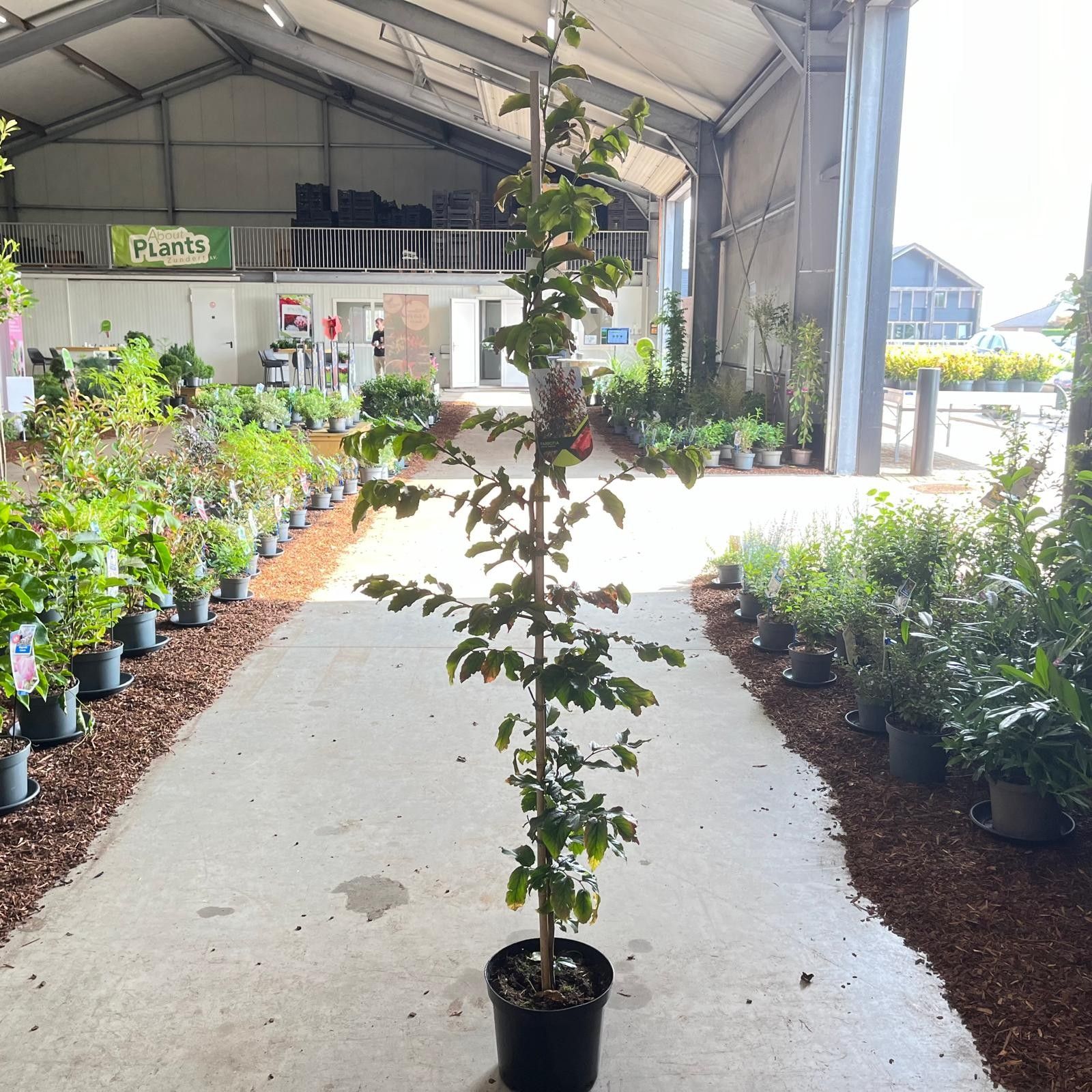 Parrotia persica 'Vanessa' - 175-200cm gestokt, D 26