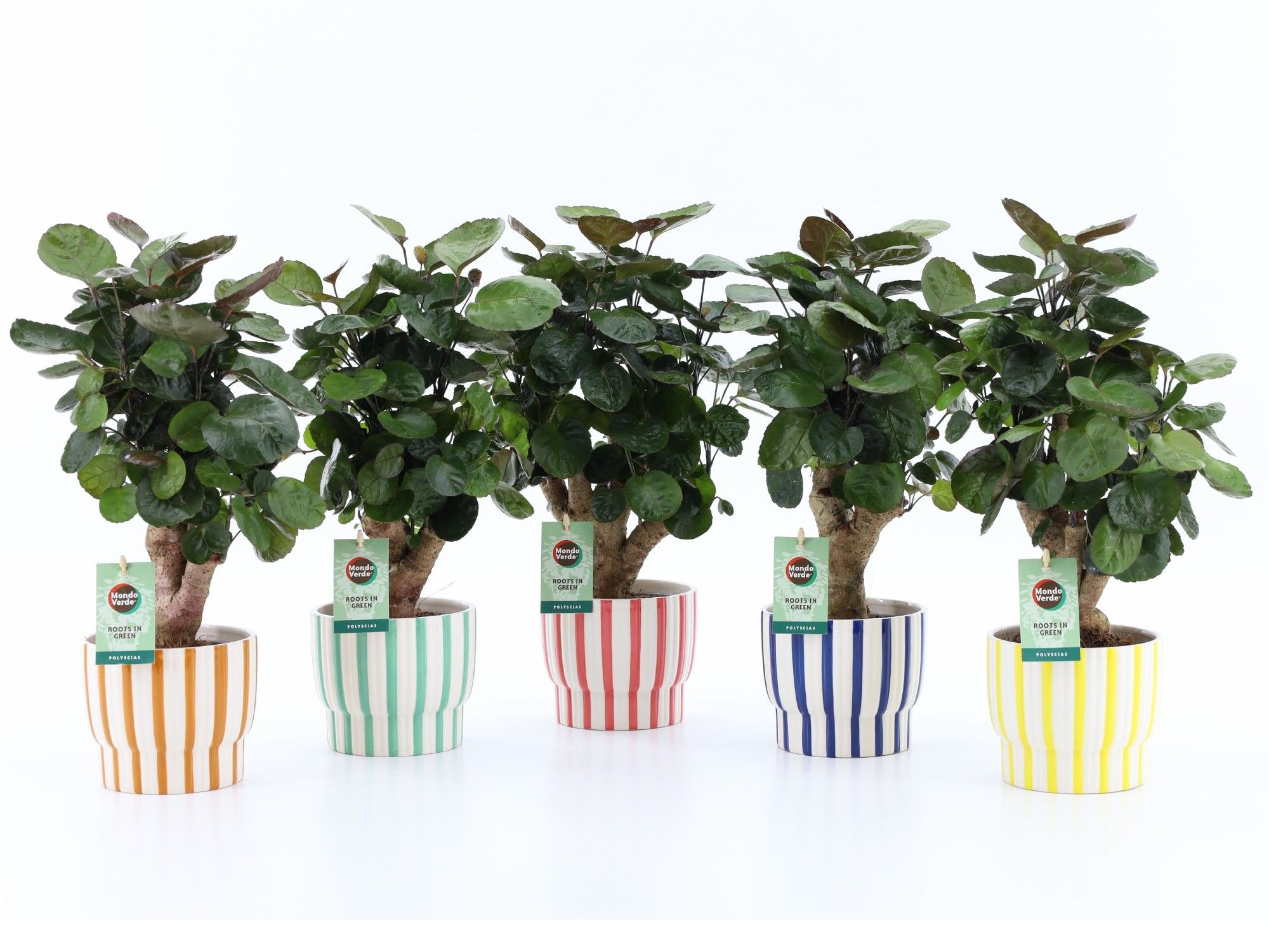 Polyscias Fabian in Pastel Stripe, D 13