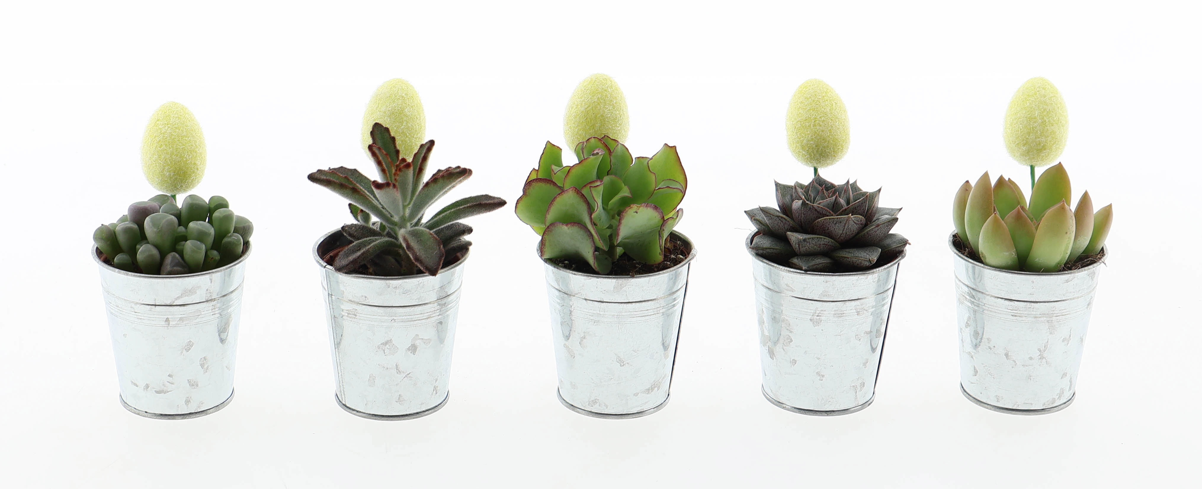 Zink succulent + ei, D 7