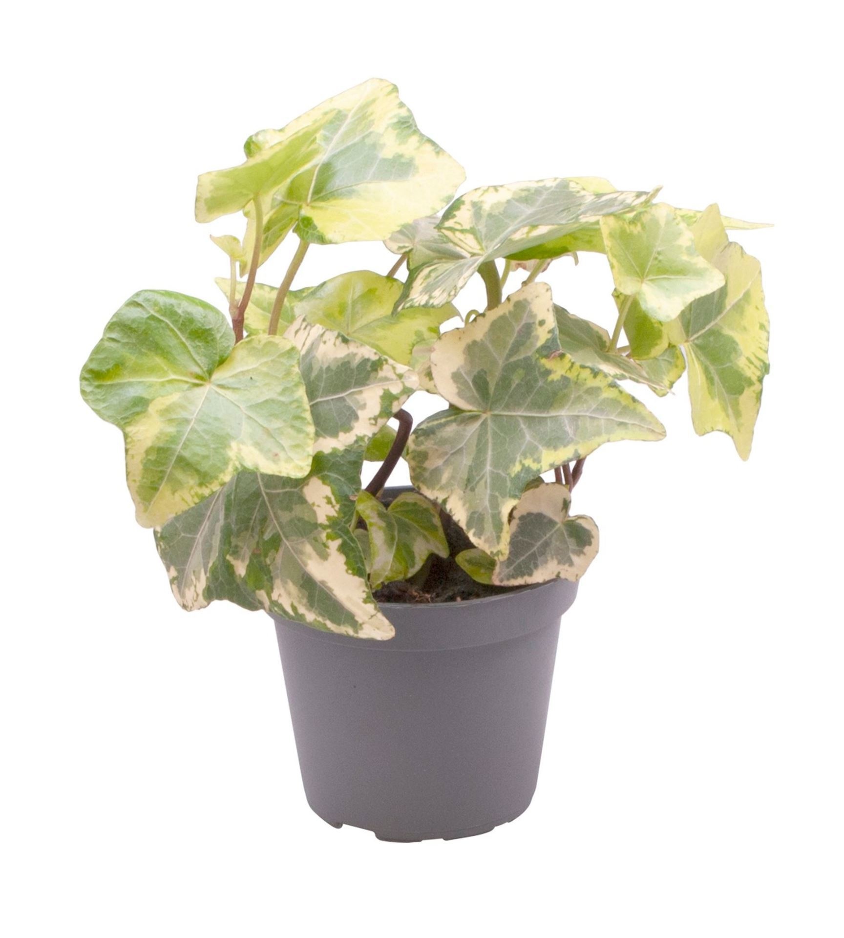 Hedera Helix Yellow, D 6