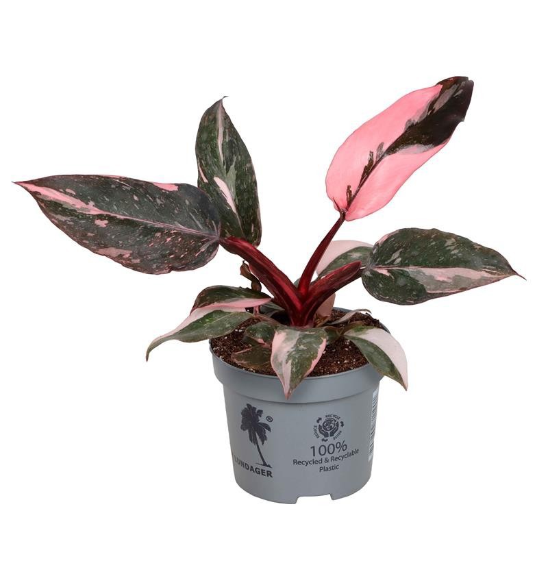 PHILODENDRON-HYBRID PINK PRINCESS, D 9