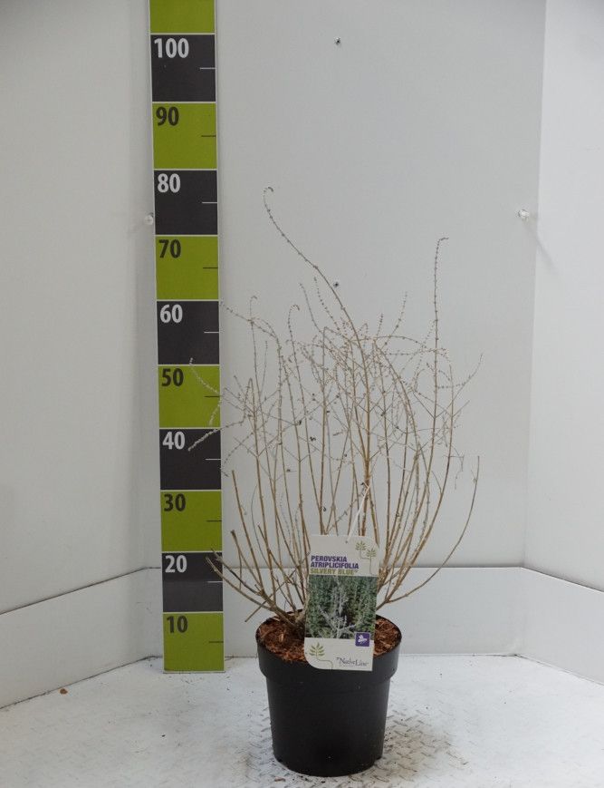 Perovskia atriplicifolia 'Silvery Blue' (R) C 4,6, D 23