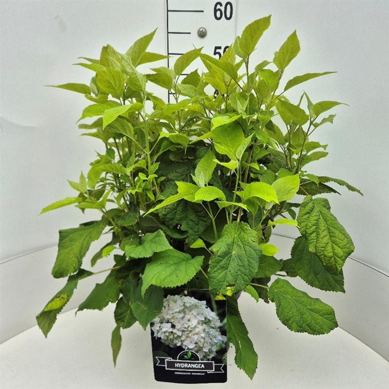 Hydrangea a. 'Annabelle', D 28