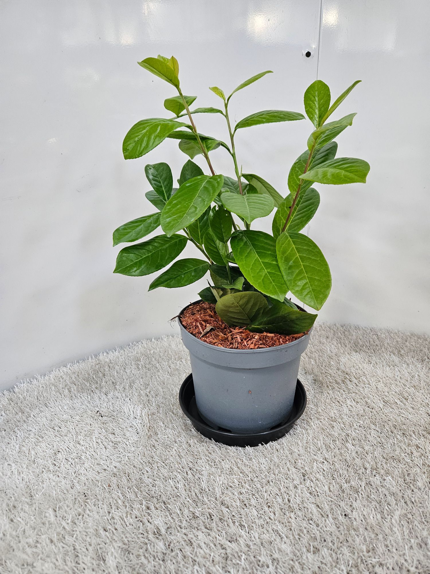 Prunus Novita C3, D 19