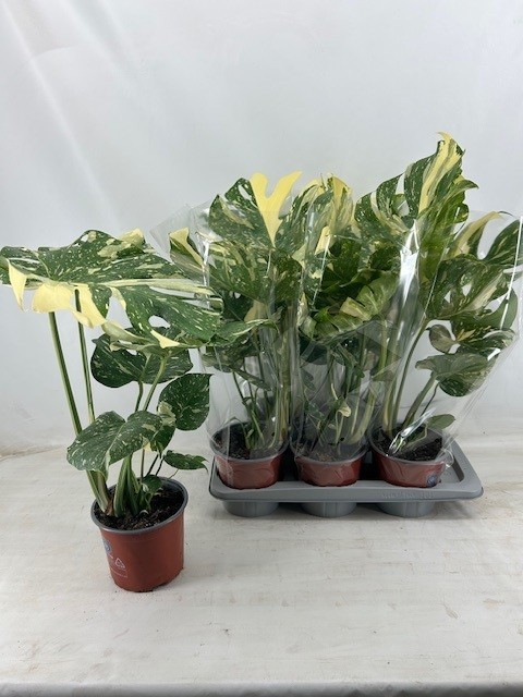 monstera thai constellation, D 17