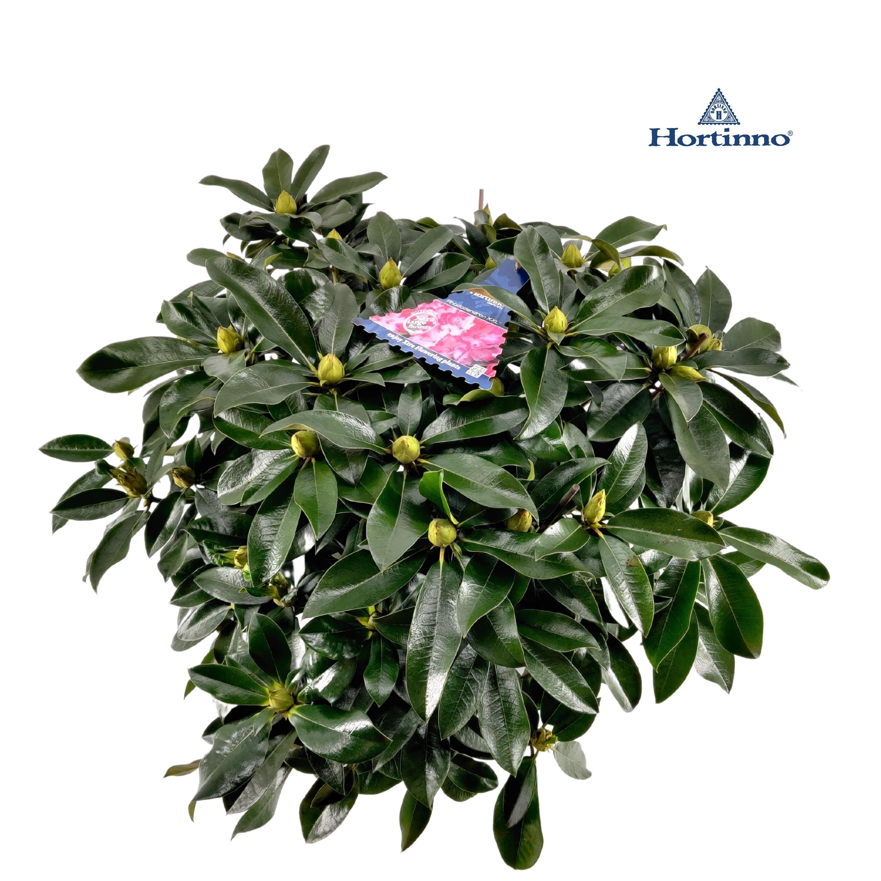 Rhododendron 70-80/15 liter 'XXL', D 34