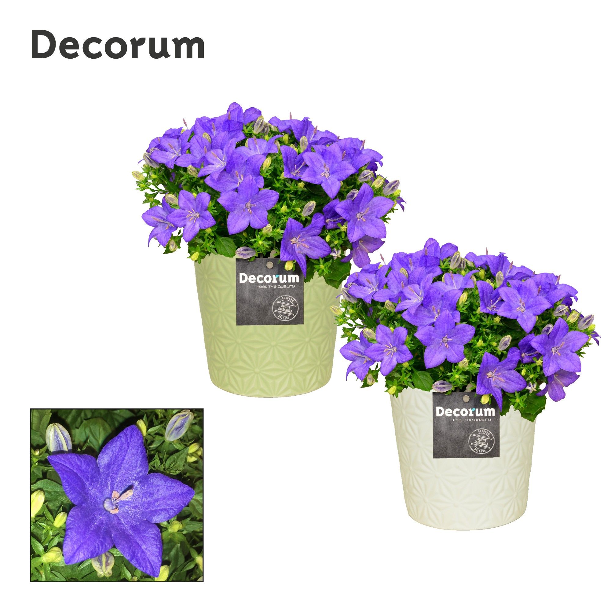 Campanula 'Napoli' Decorum Juliette, D 13