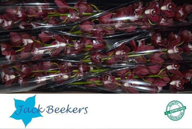 Цимбидиум Хейдс 80 (бордо) x6, шт.