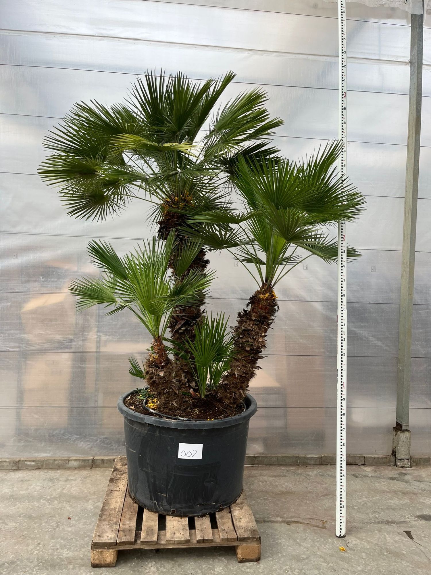 Chamaerops Humilis 002 - 300cm, D 100