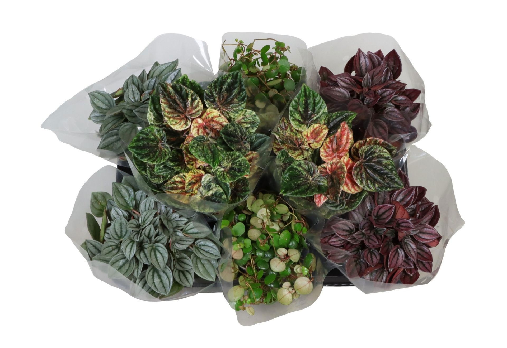 Peperomia Mix in Sleeve 12 cm, D 12