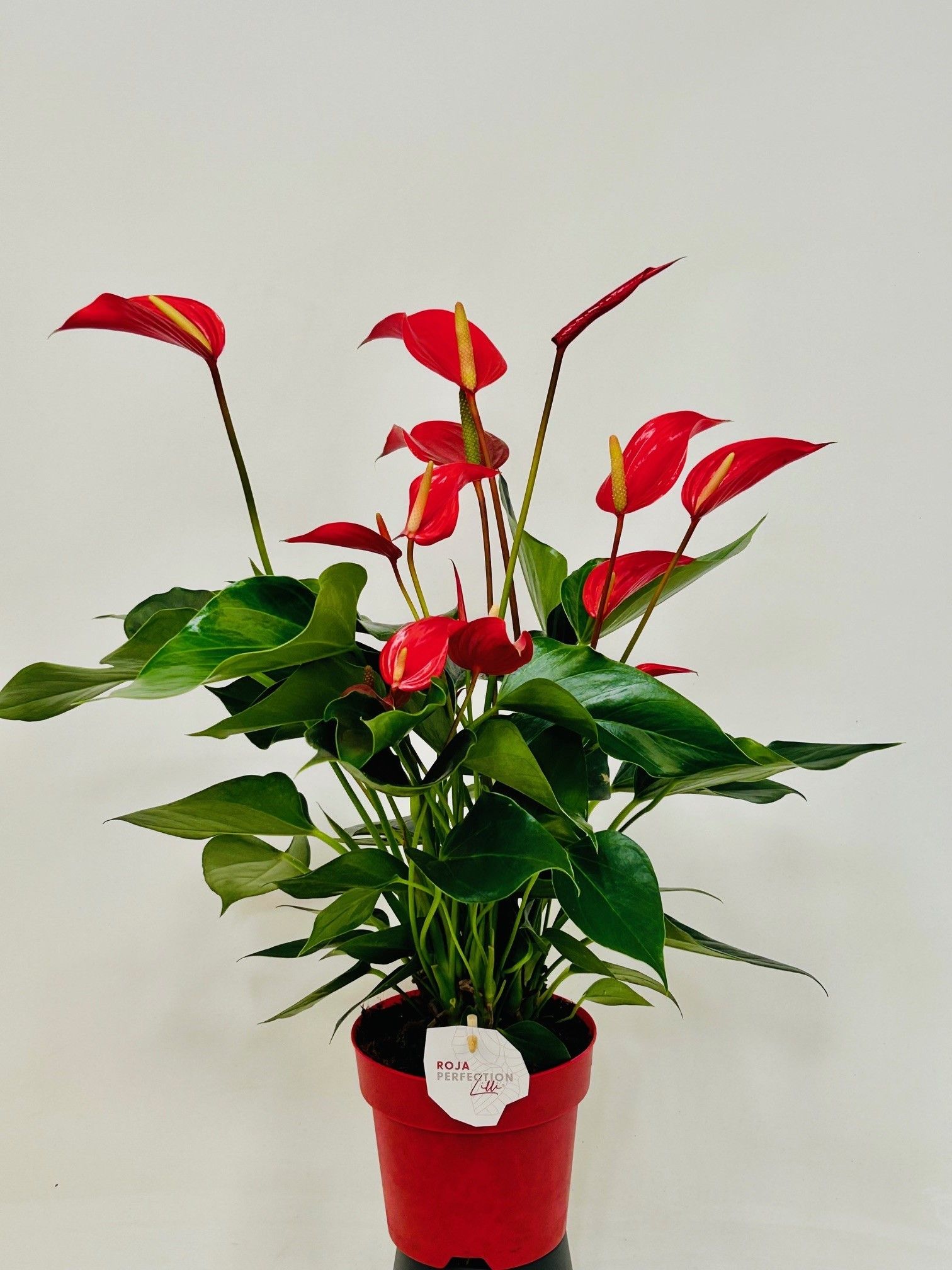 Anthurium Banderola Roja 14 cm, D 14