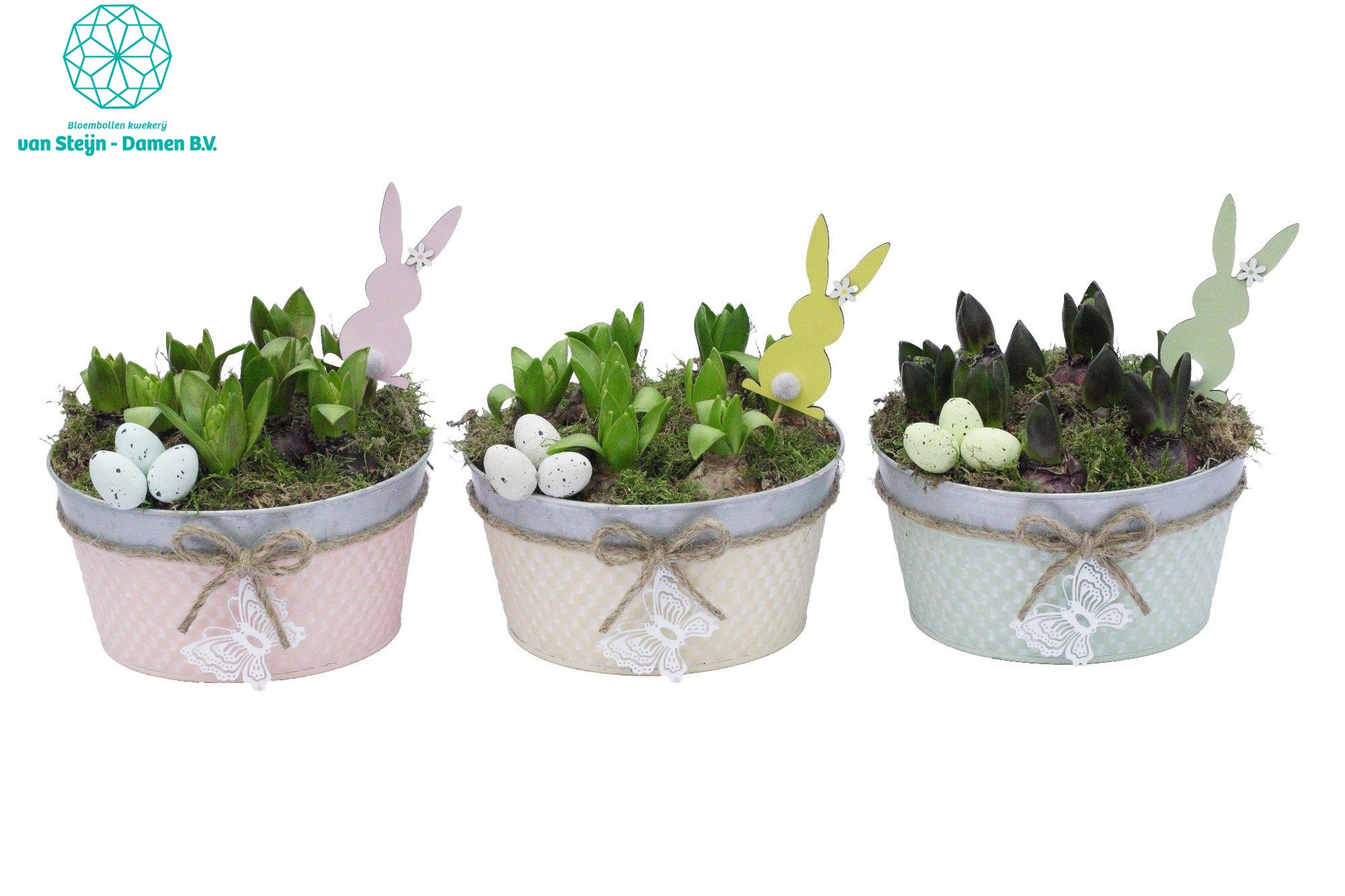 Hyacinthus 'Round Zink Spring', D 21