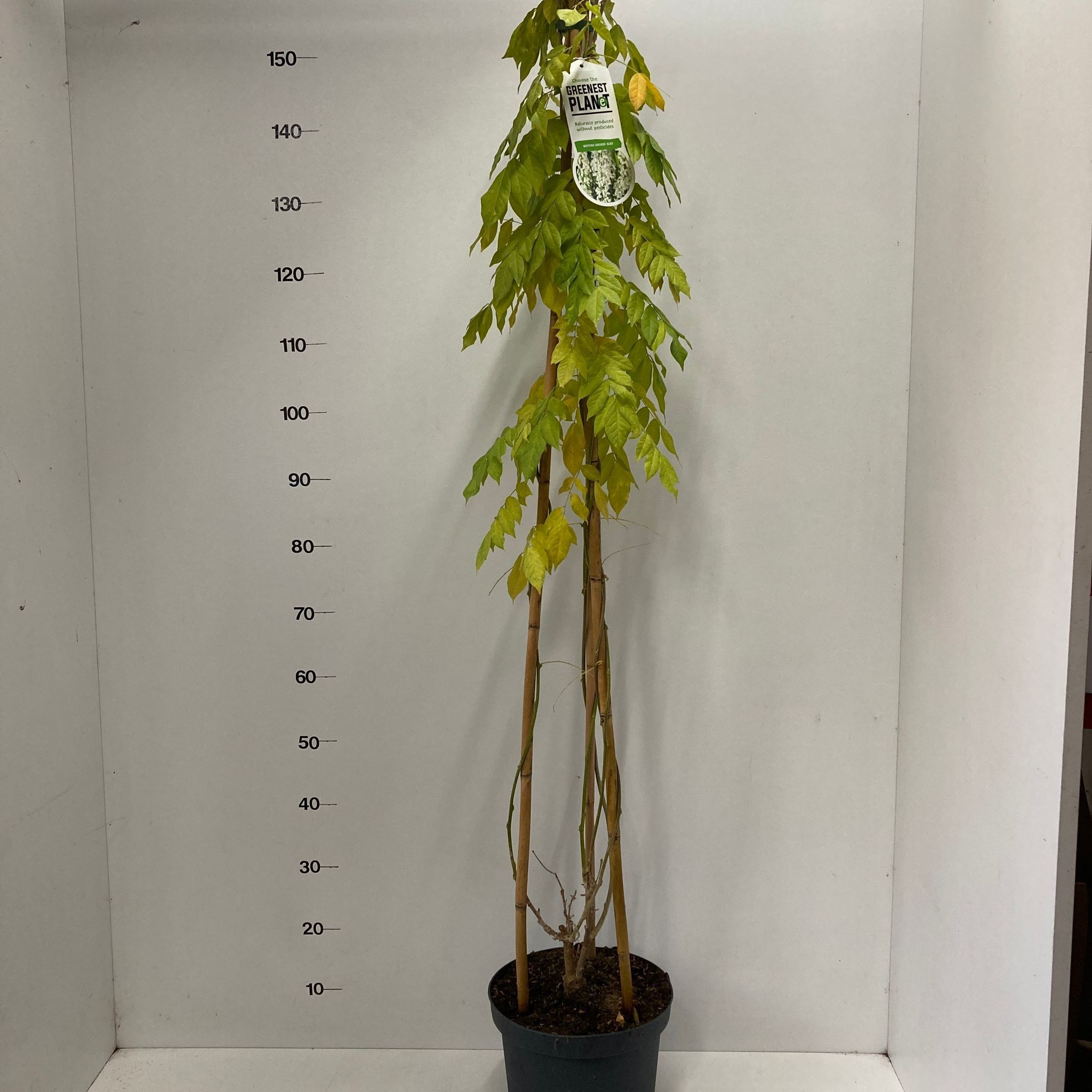 Wisteria sinensis 'Alba' (piramide), D 26