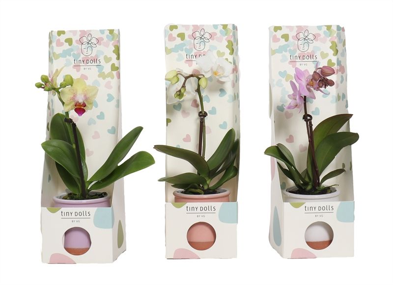 Tiny Box hartjes Valencia mix Phal Tiny Dolls mix 1T07+ Aqu@, D 6