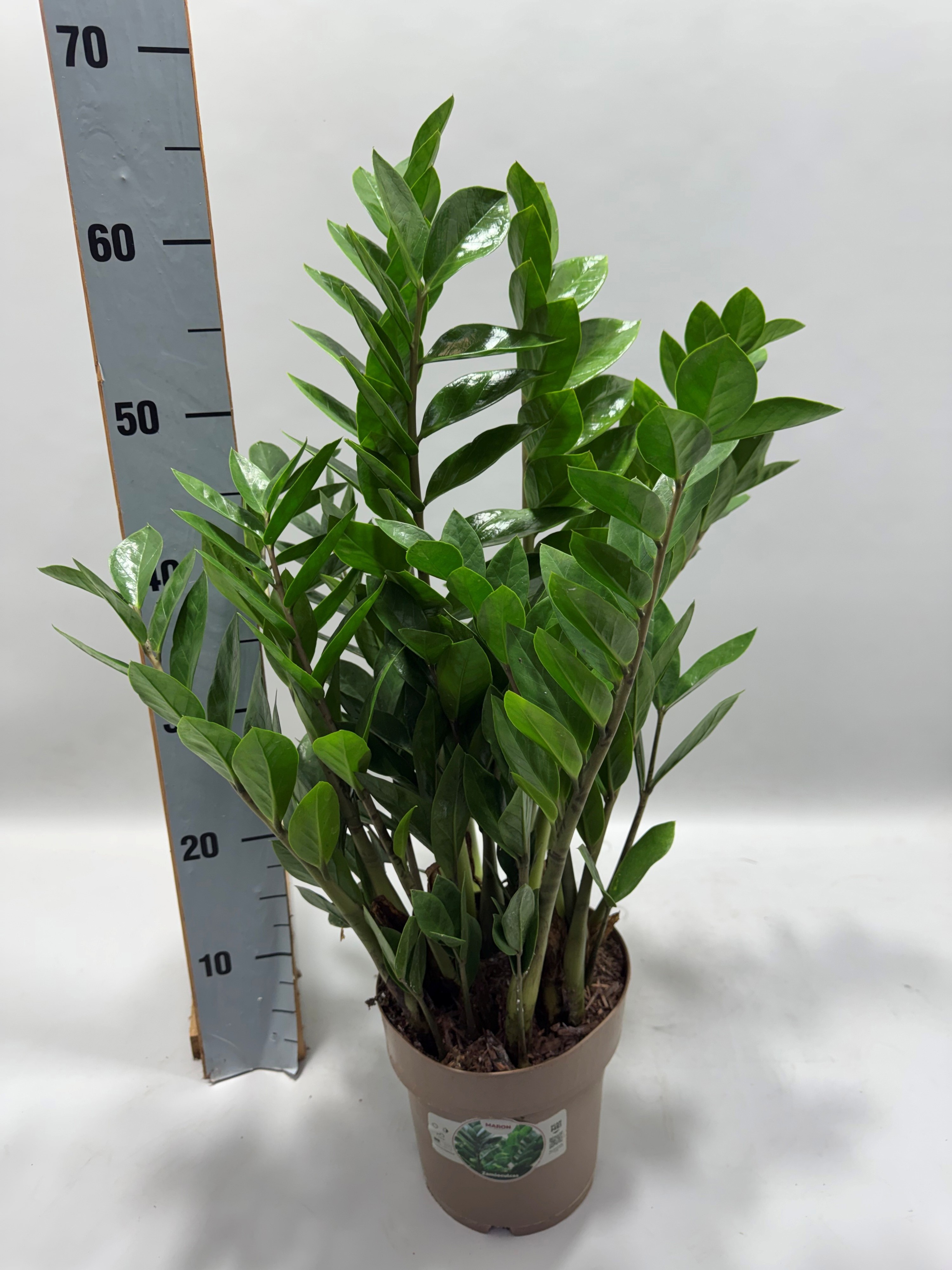 Zamioculcas P 17 65cm 10+ veren, D 17
