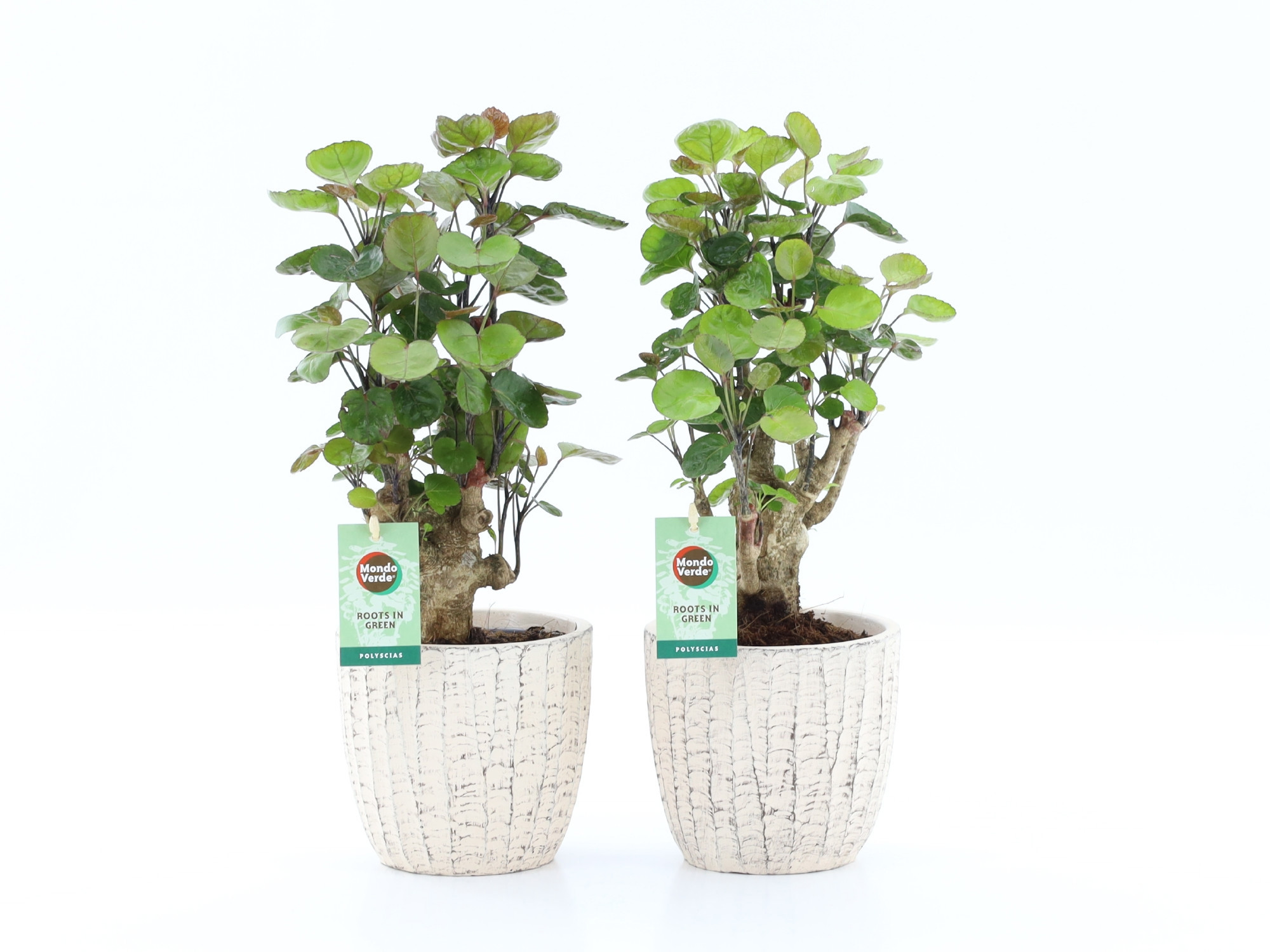 Polyscias Fabian in Sculpture keramiek, D 13