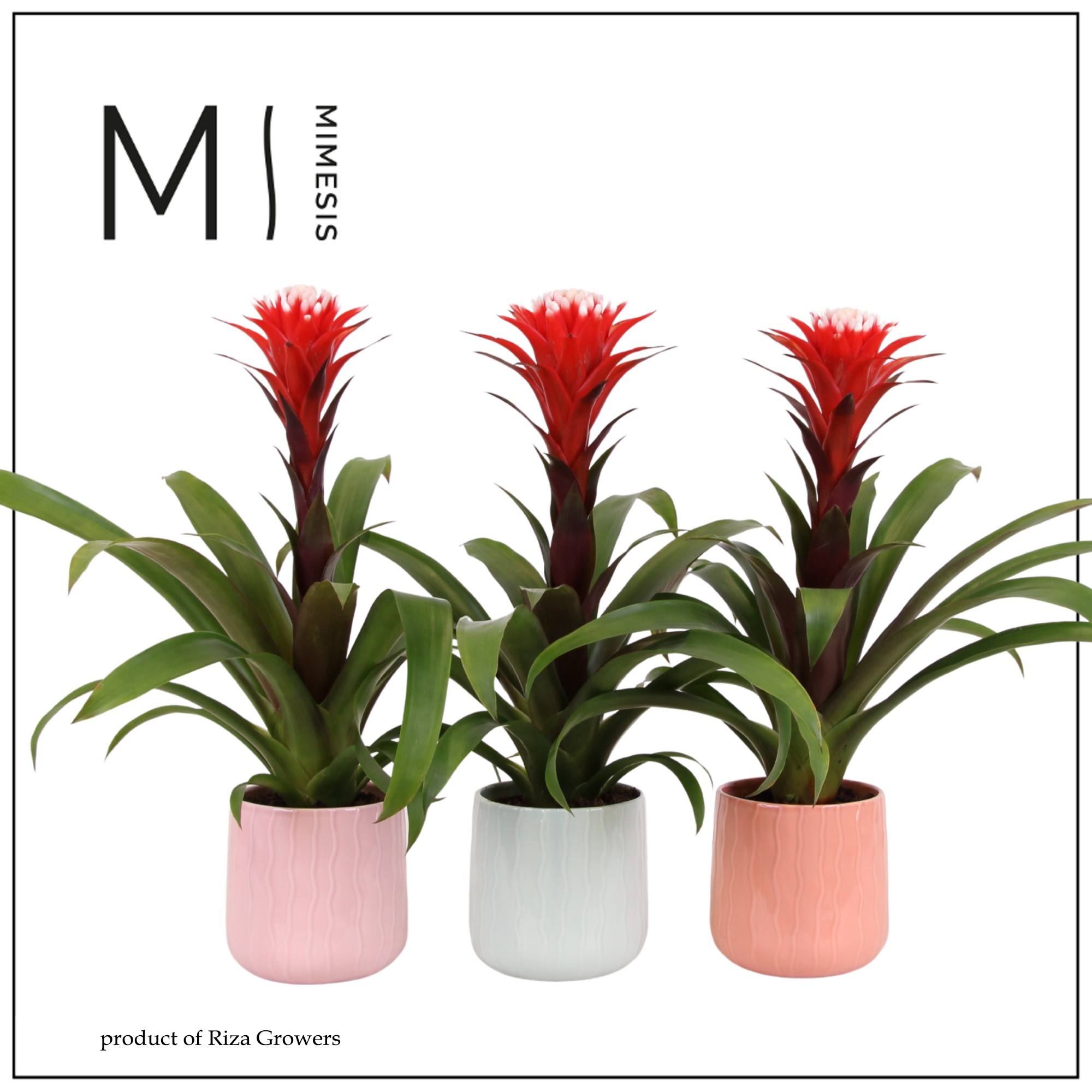 Guzmania Rockyflower Hope - 12cm in Belize | Mimesis, D 12