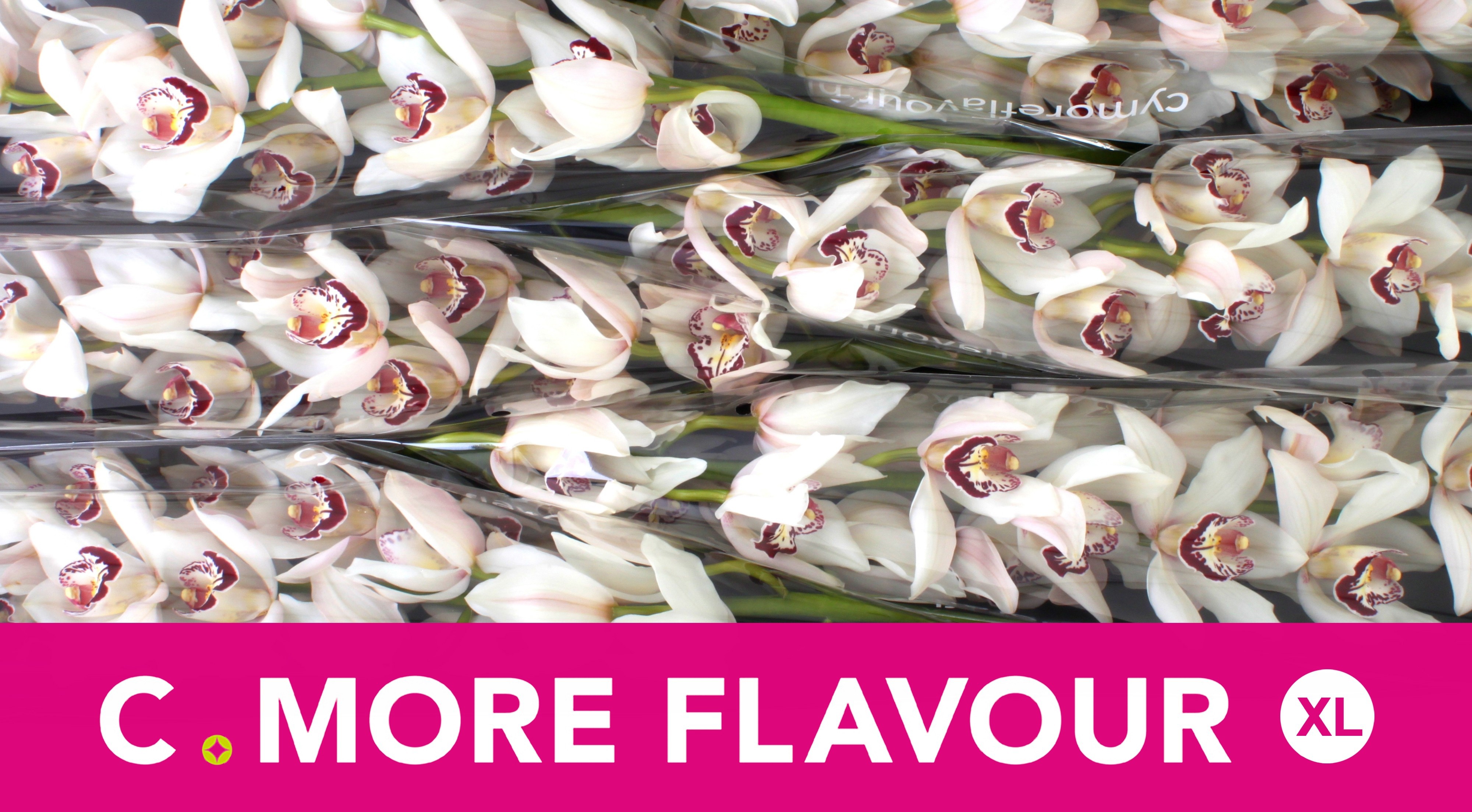 Цимбидиум Миссис Эсми x6 80, шт.