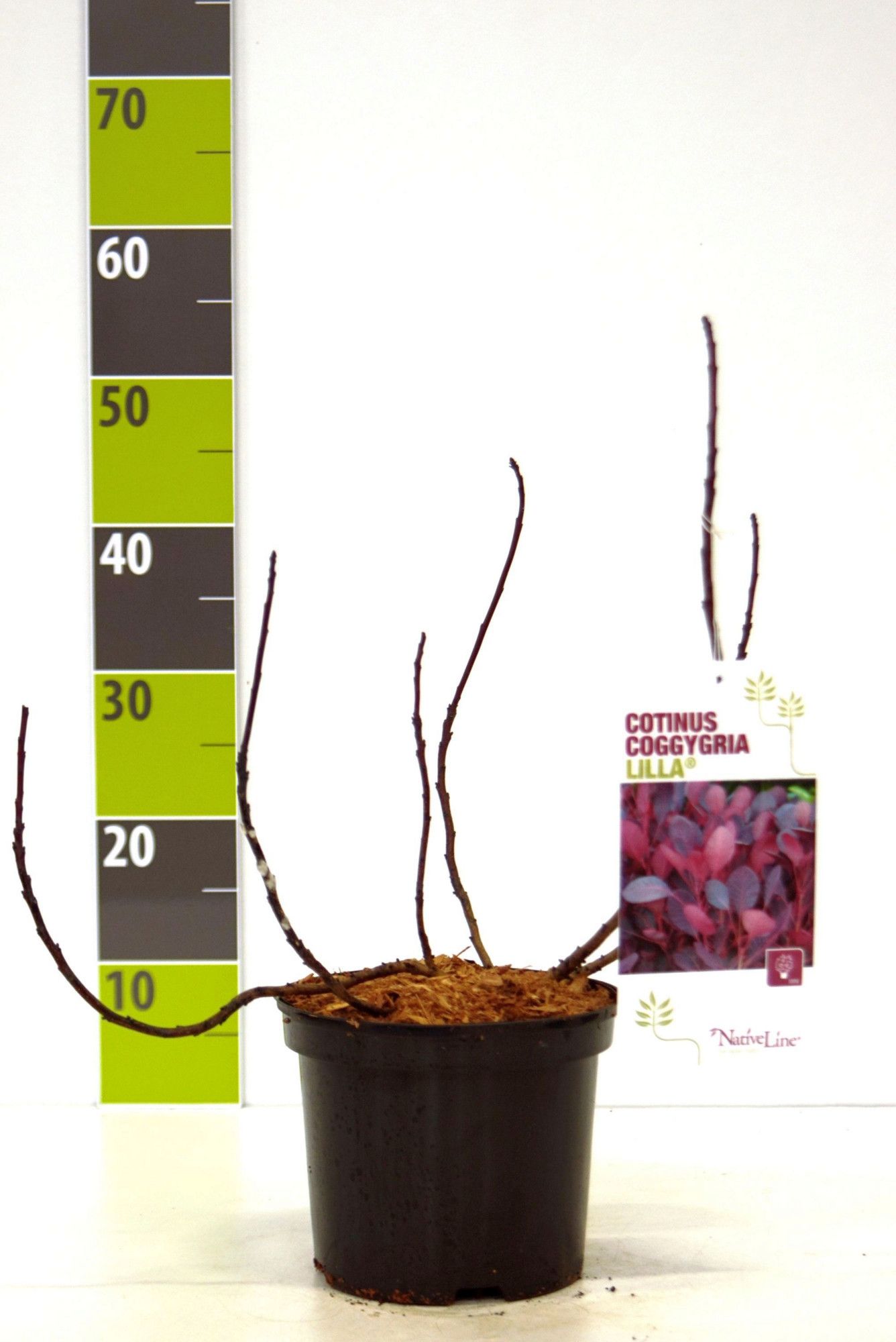 Cotinus coggygria 'Lilla' -S- C 3, D 19