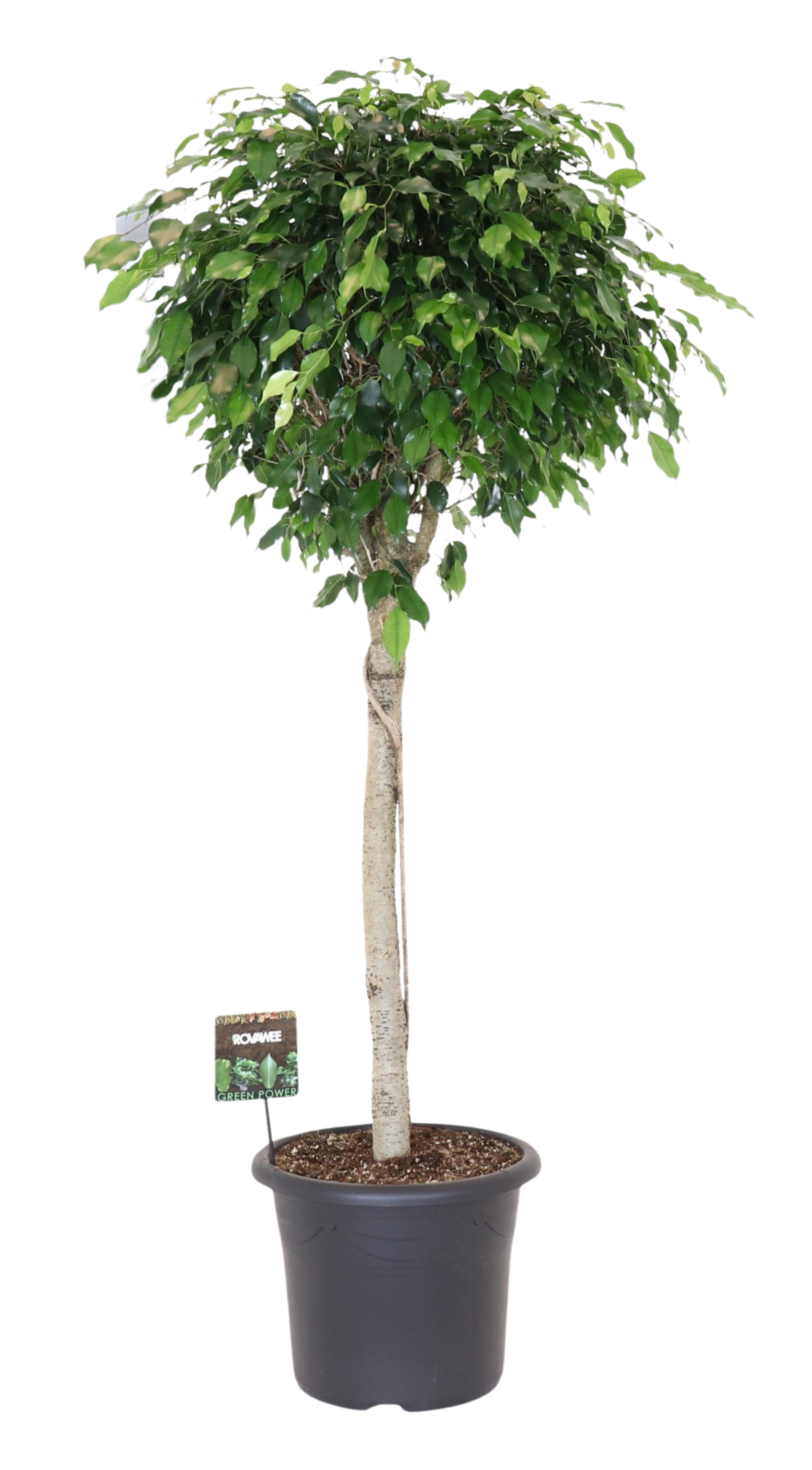Ficus benj. Danielle op stam, D 40