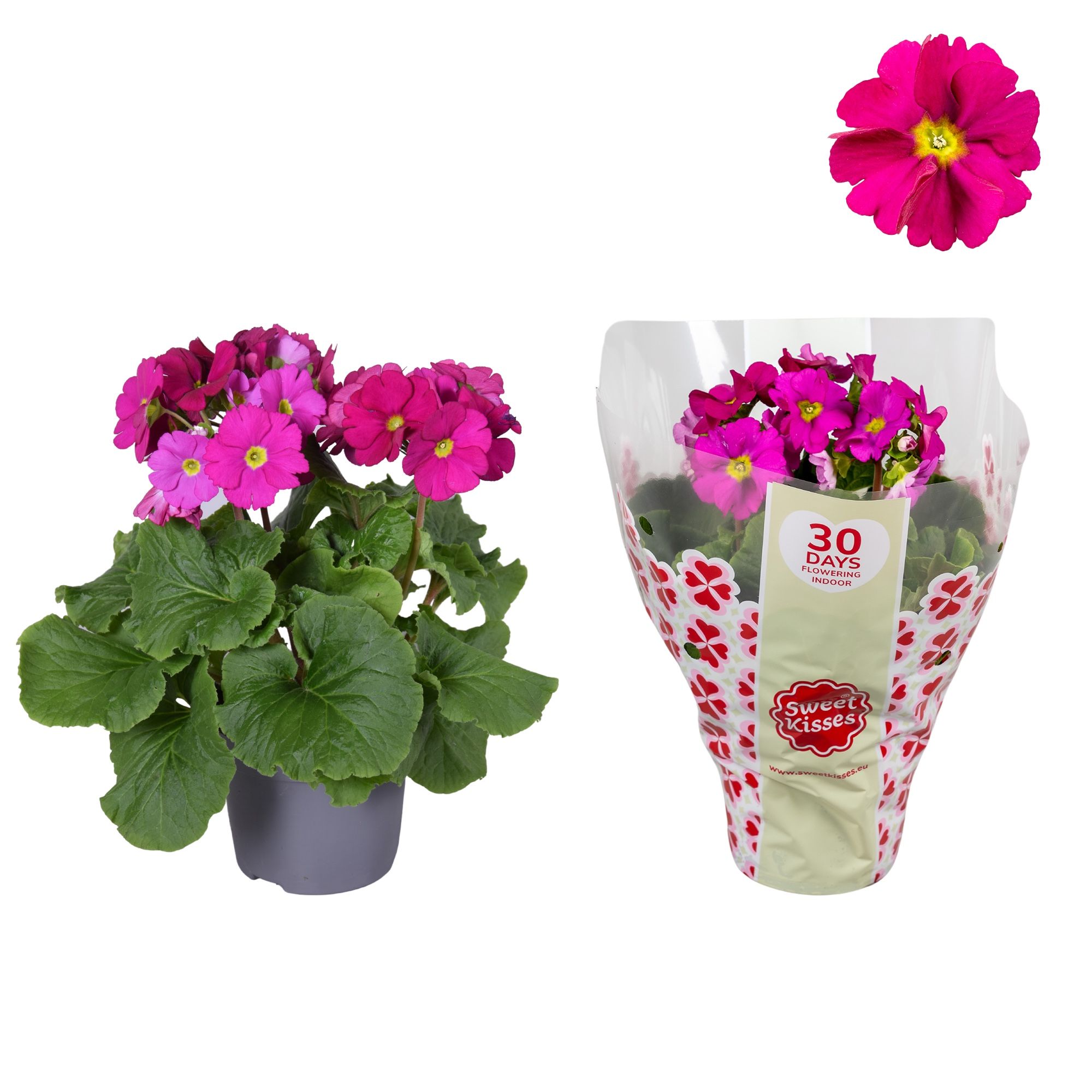 Primula Sweet Kisses Rood, D 12
