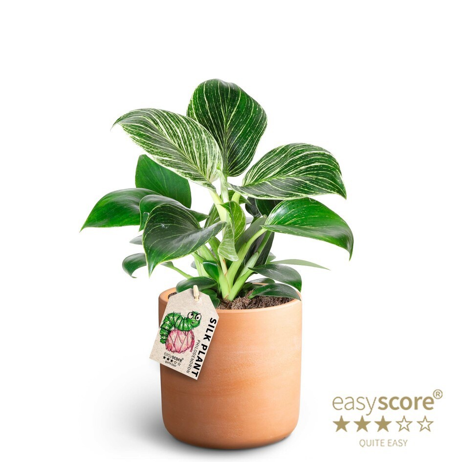 Raw Terracotta, Philodendron ´White measure´, D 12