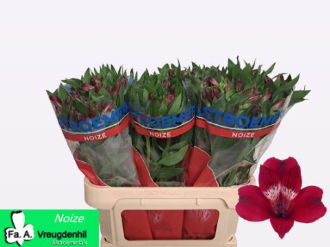 Альстромерия Ноиз (красн.), шт.