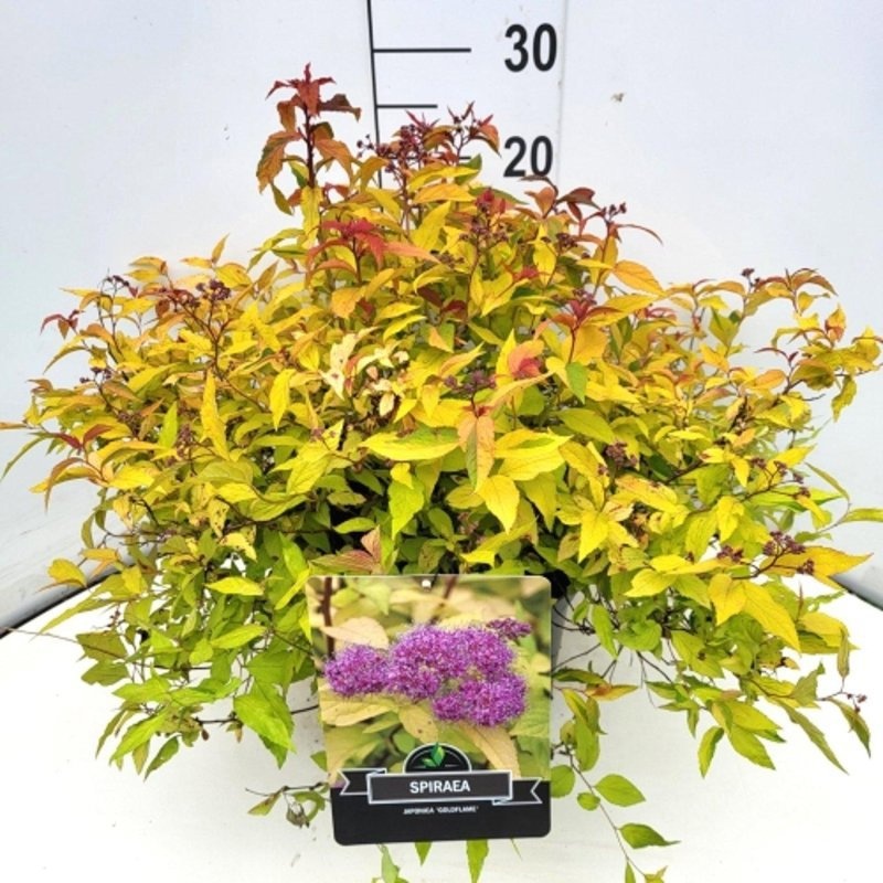 Spiraea jap. 'Goldflame', D 29