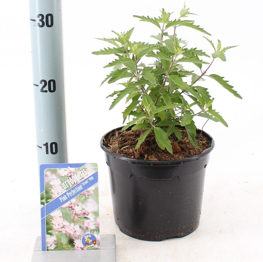 Caryopteris Pink Perfection ('Lisspin'PBR), D 17