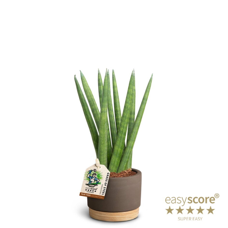 Woodbase Mocca, Sansevieria cylindrica 'Spaghetti', D 7