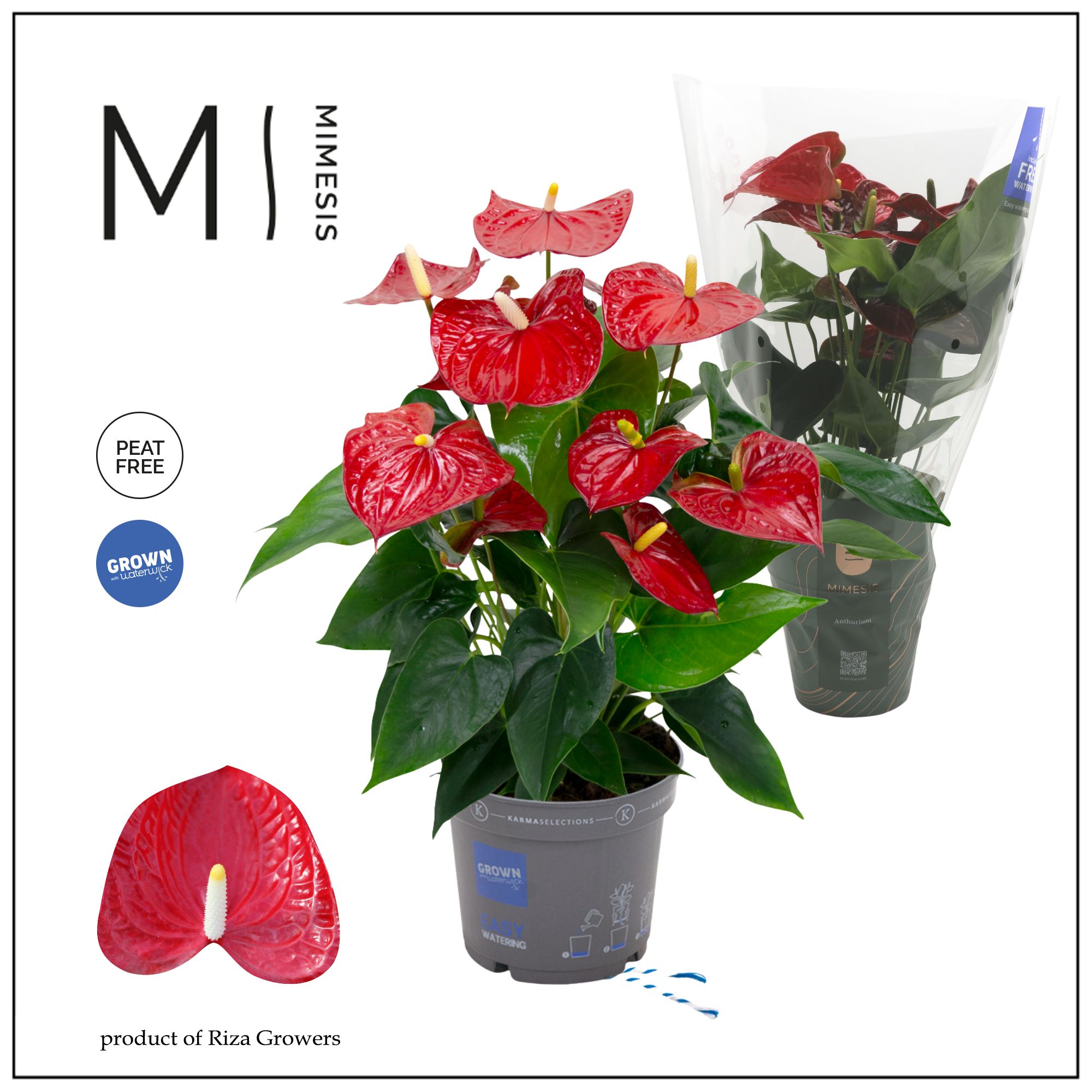 Mimesis Anthurium KARMA Red - 17cm, D 17