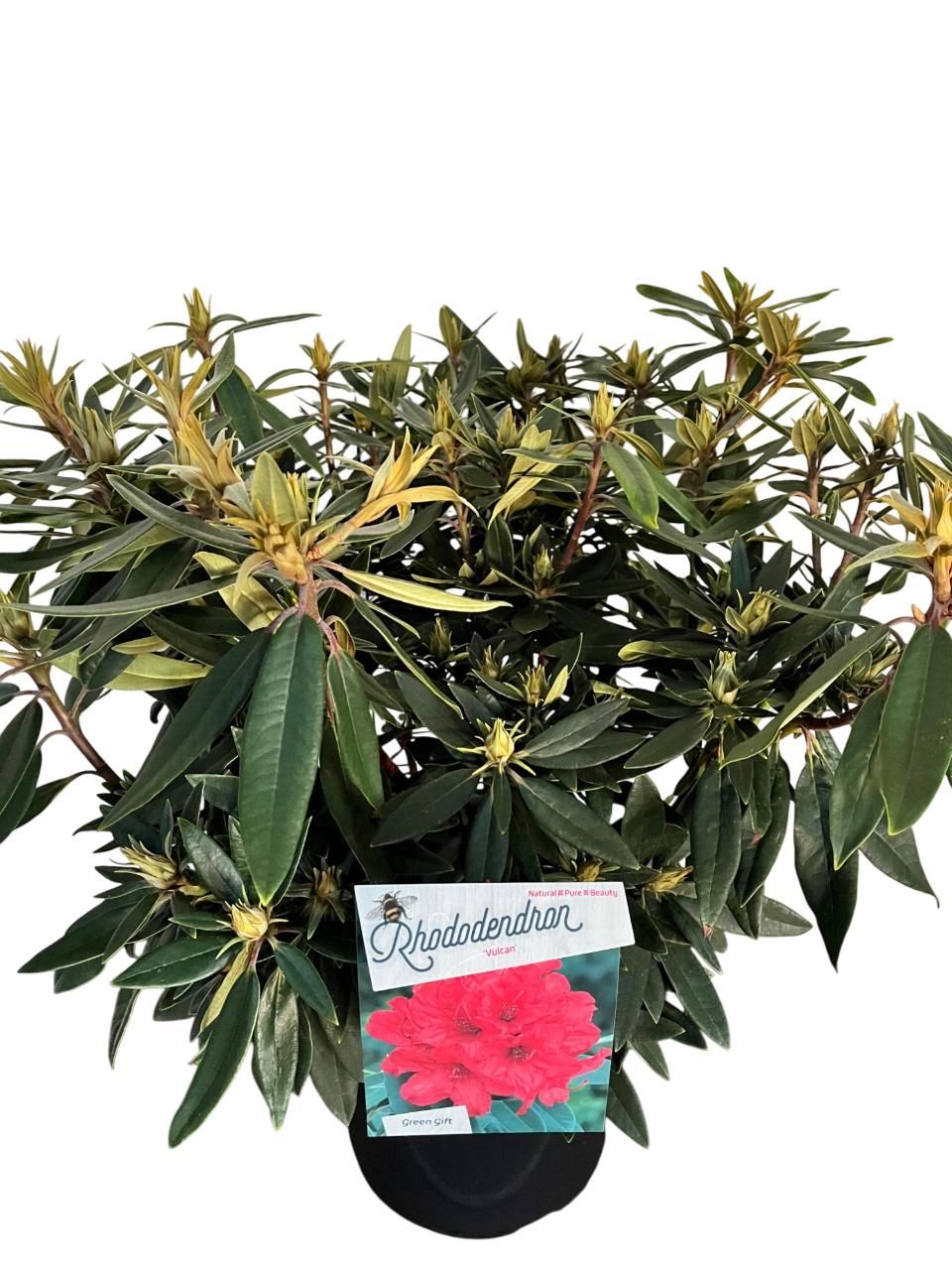 Rhodo. 'Vulcan', D 29