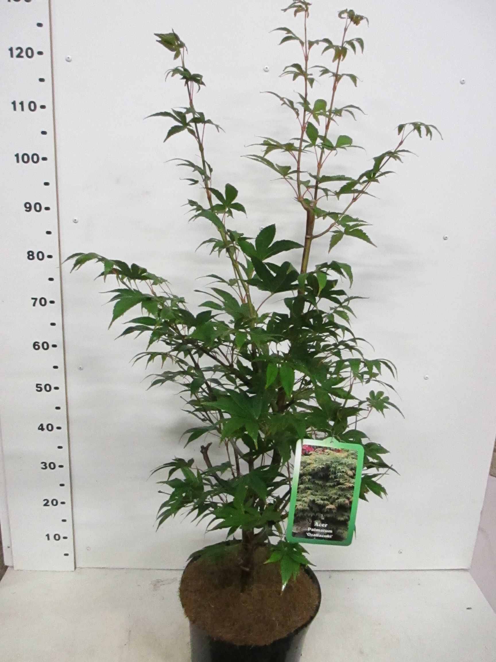 Acer palm. Osakazuki 60-80 P28, D 28