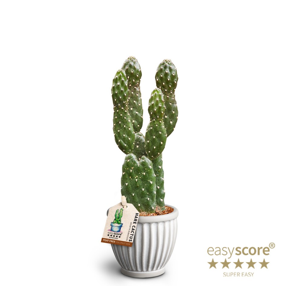 Athena, Opuntia rubescens, D 7