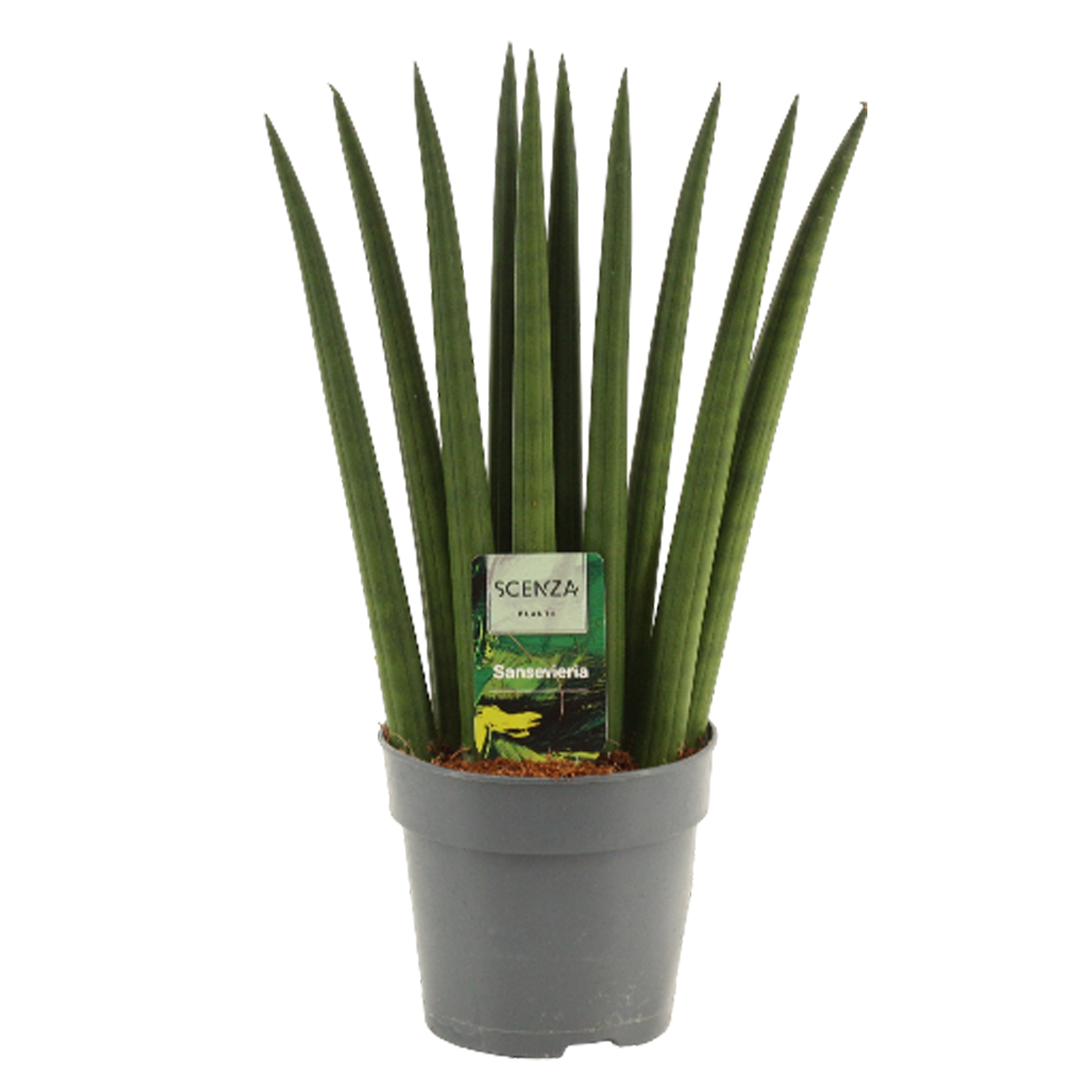 Sansevieria Cylindrica 12 cm Fan, D 12