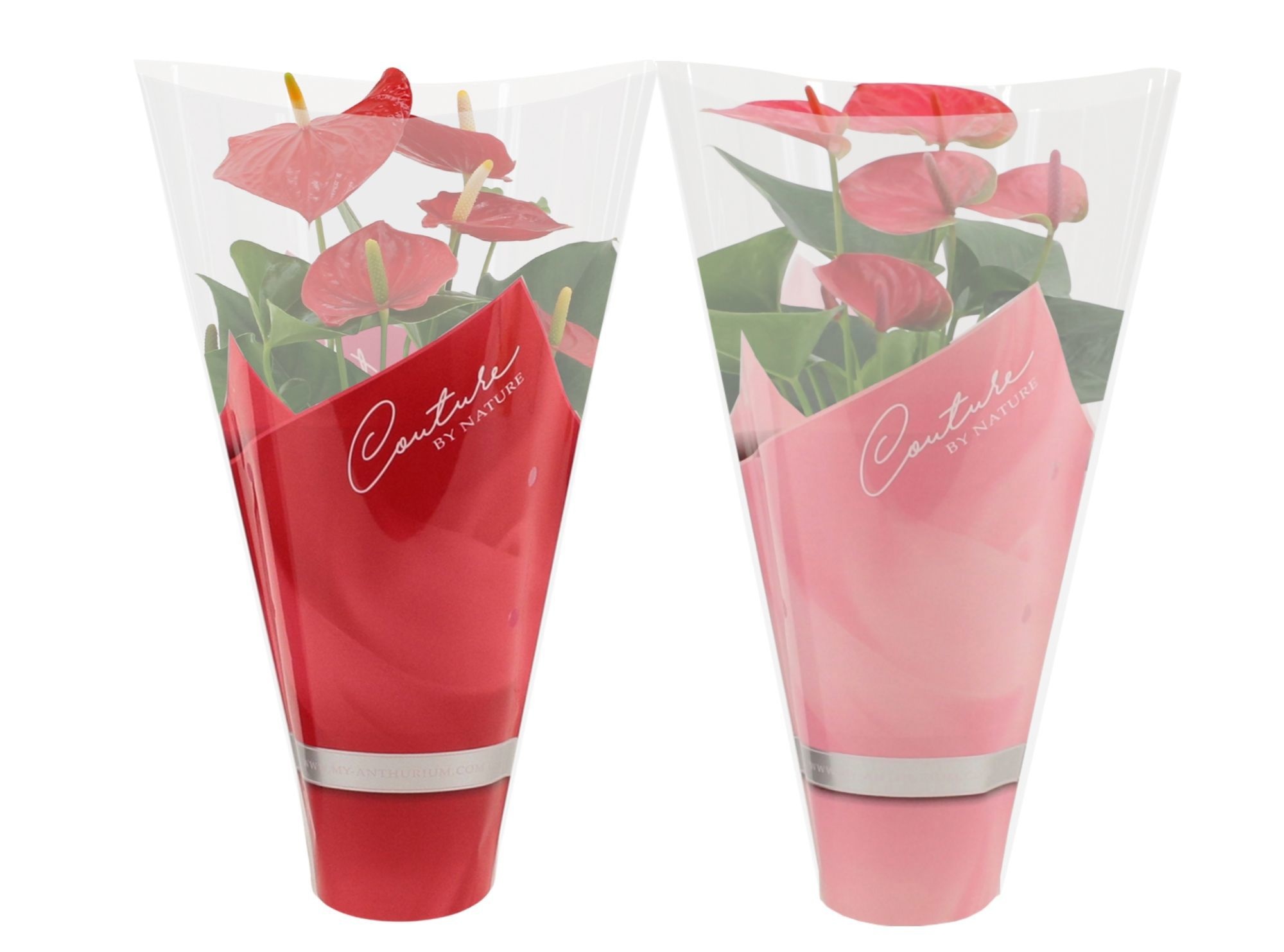Anthurium 12 cm Red & Pink mix in Couture sleeve, D 12