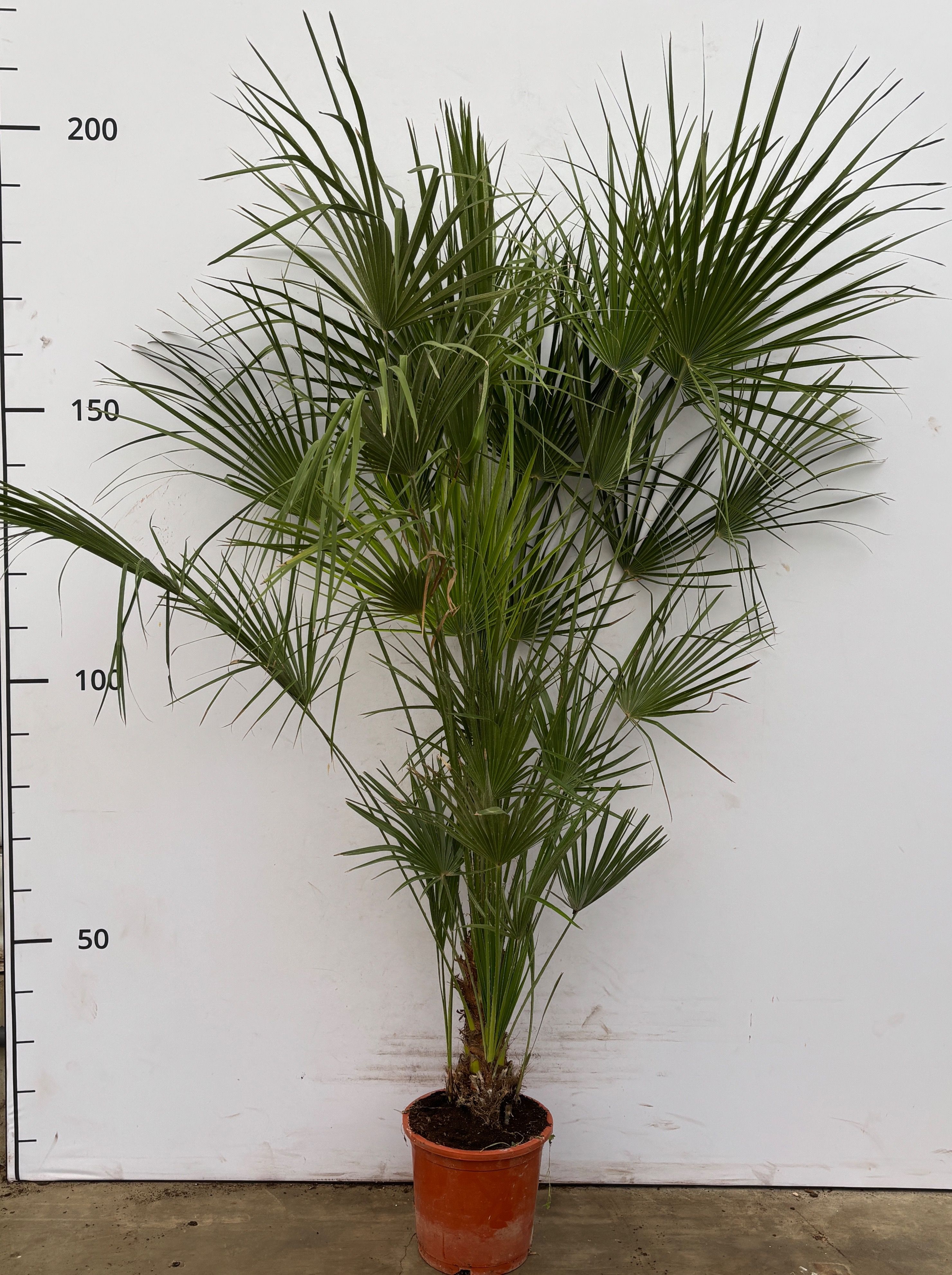 Chamaerops Humilis, D 27