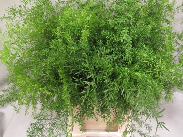 Аспарагус Квебе 70, шт.