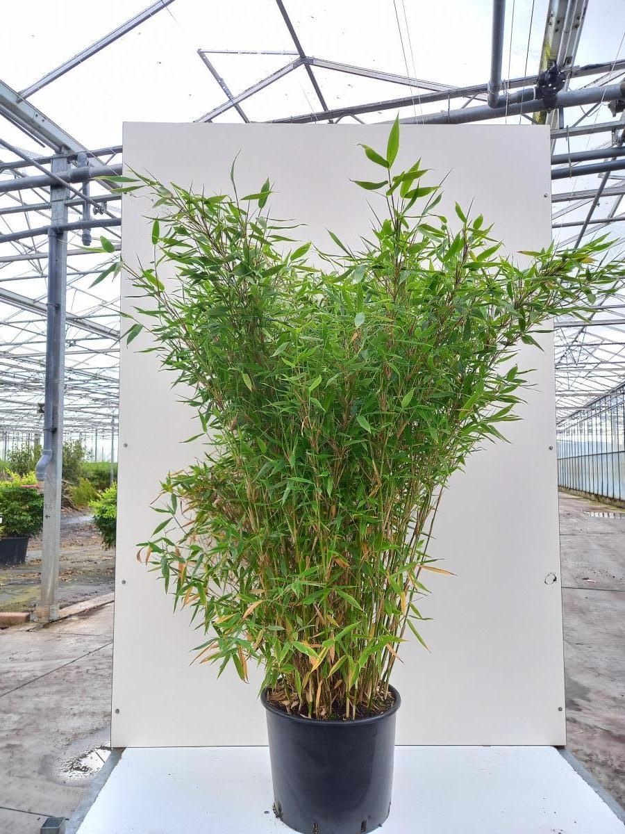 Fargesia murielae 'Jumbo', D 40