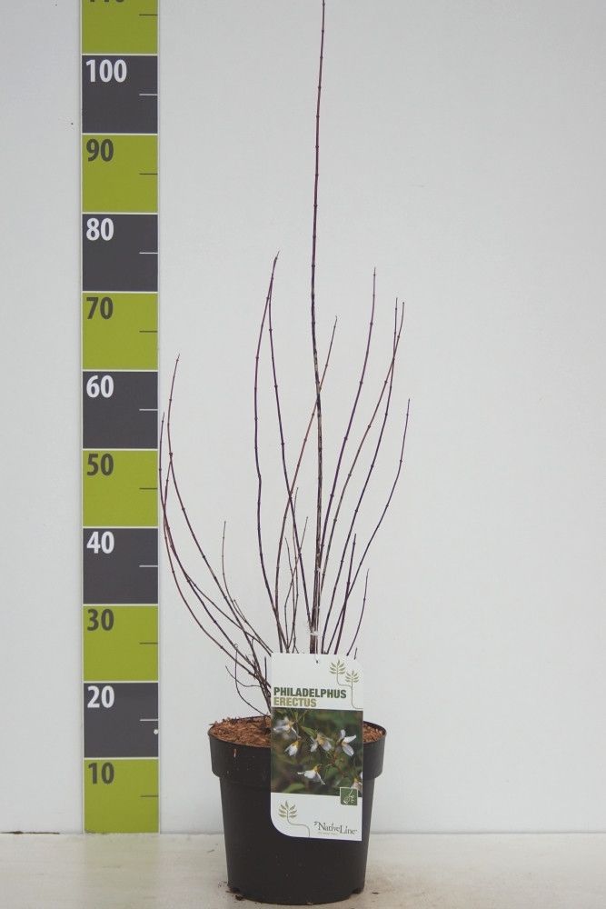 Philadelphus 'Erectus' C 4,6, D 23