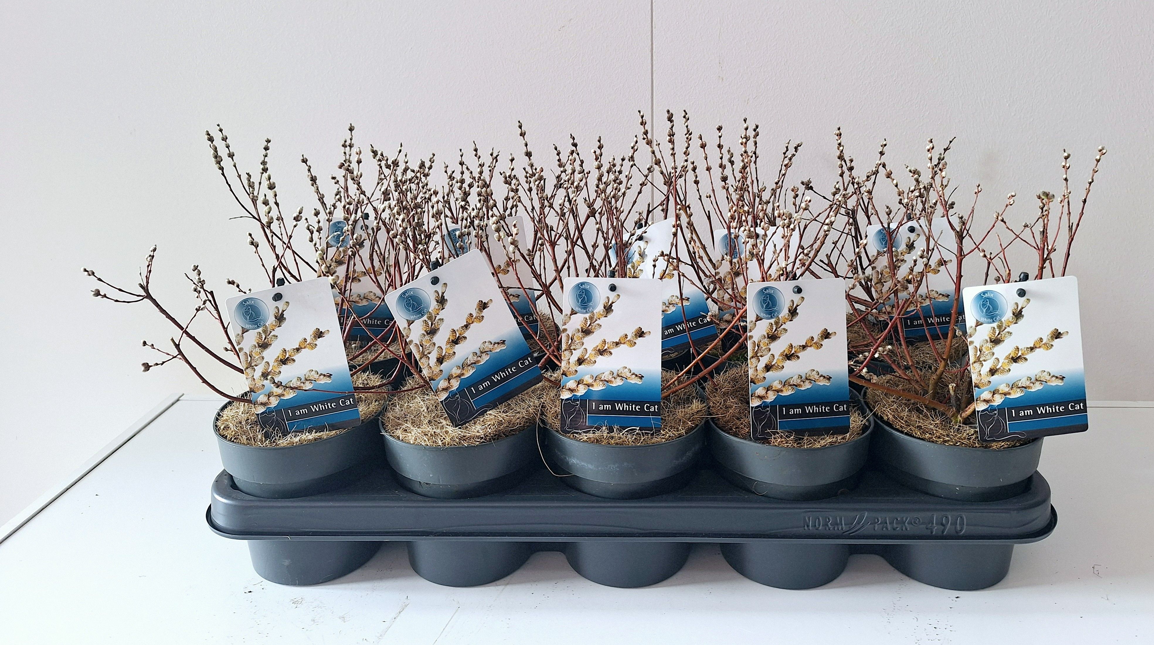 Salix Subopposita bush p12, D 12