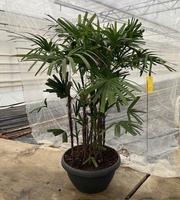 Rhapis Excelsa, D 72