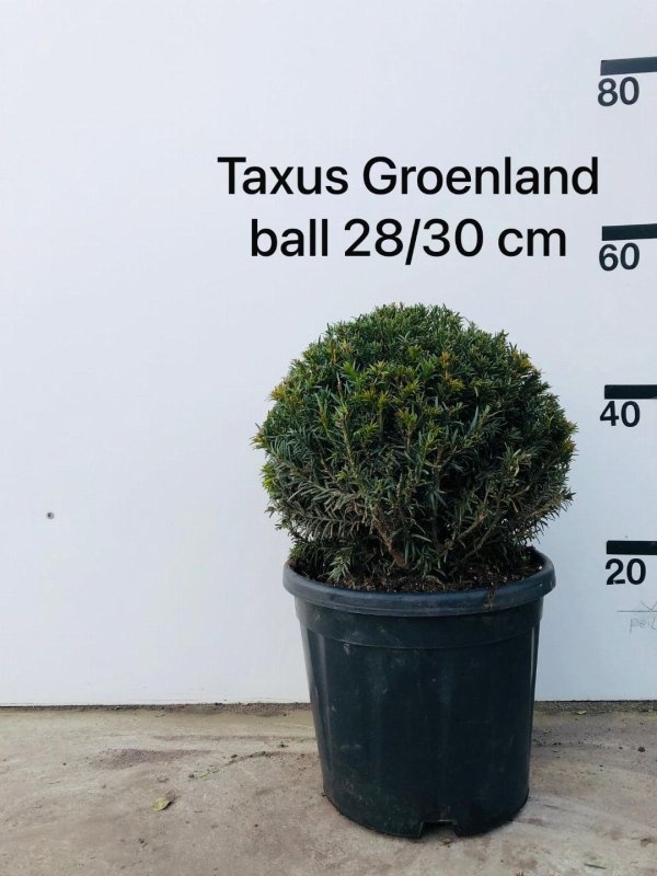 Taxus media 'Groenland', bol, D 29
