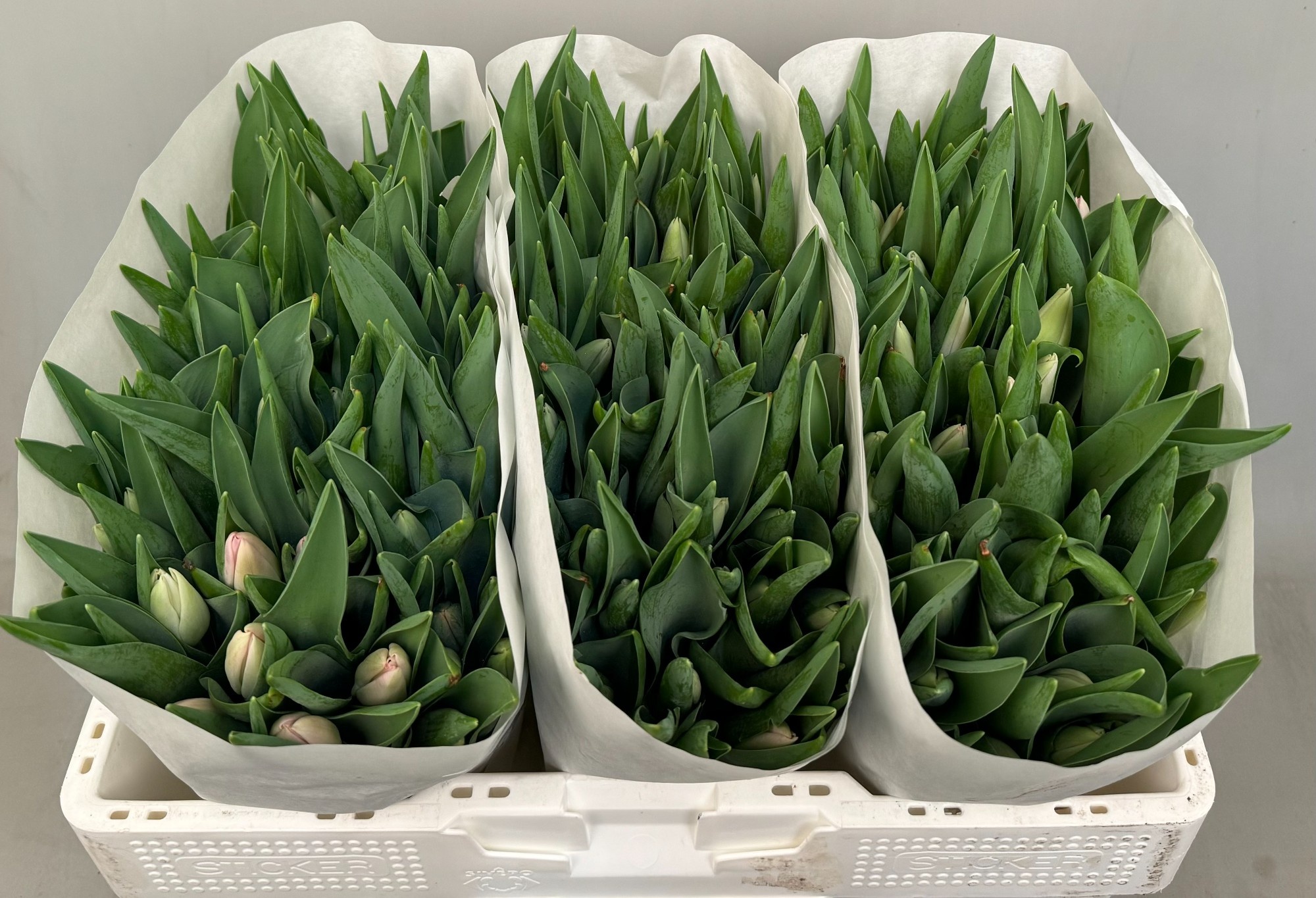 Тюльпан од. Династия (светло-роз.), шт.