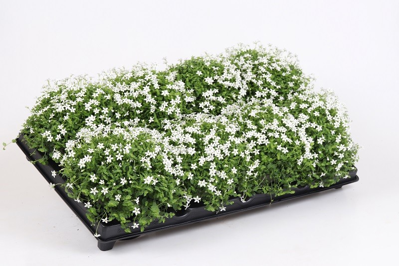 ISOTOMA AXILLARIS ' WHITE STARS', D 12