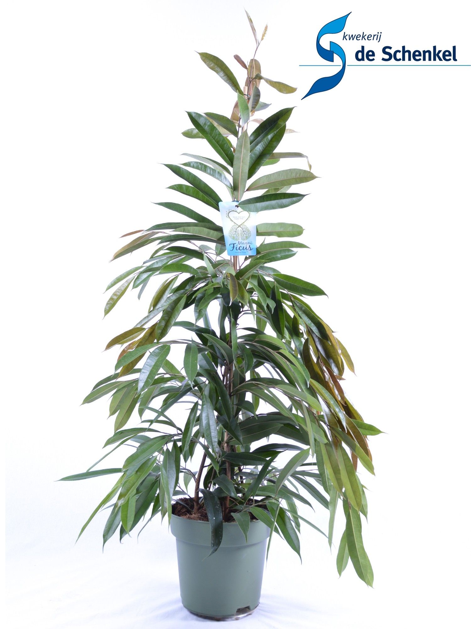 FICUS binnendijckii Amstel King, D 27