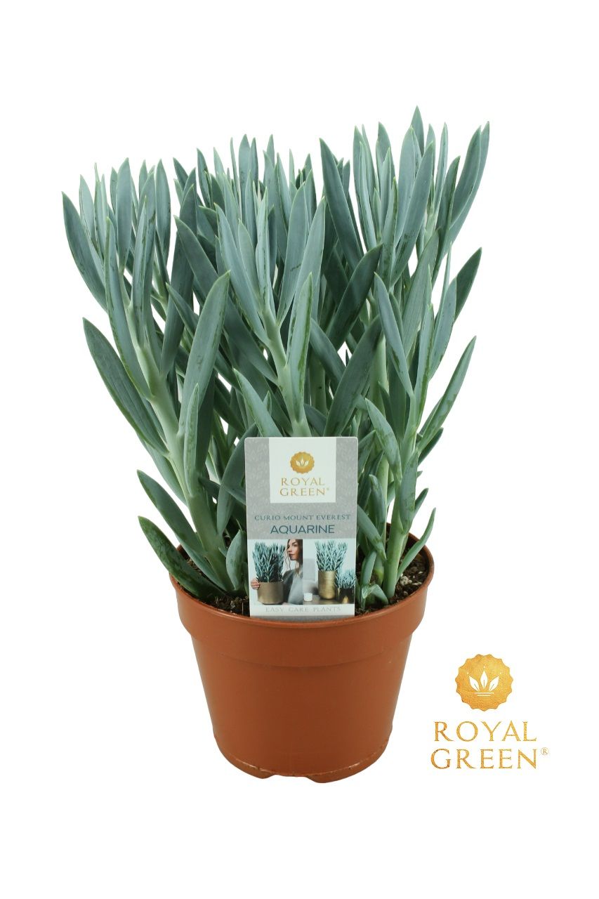 Curio mount everst 15 cm, D 15